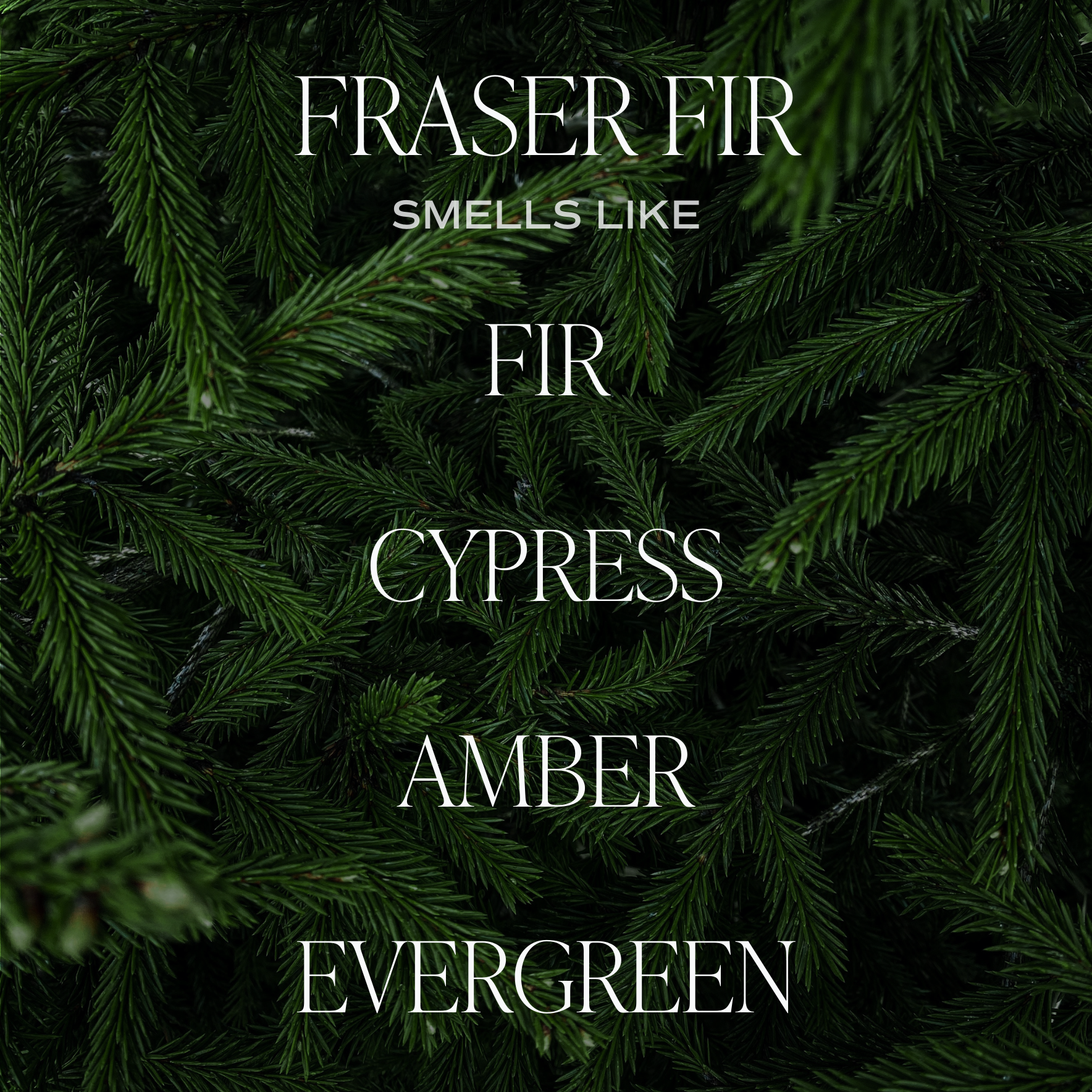 Soy Candle-Fraser Fir